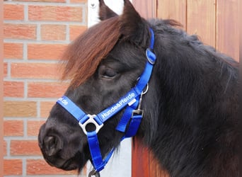 Poneys Shetland, Jument, 4 Ans, 94 cm