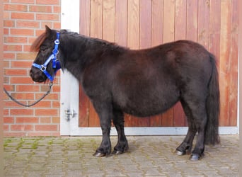 Poneys Shetland, Jument, 4 Ans, 94 cm