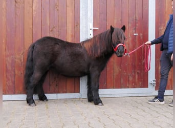 Poneys Shetland, Jument, 4 Ans, 96 cm