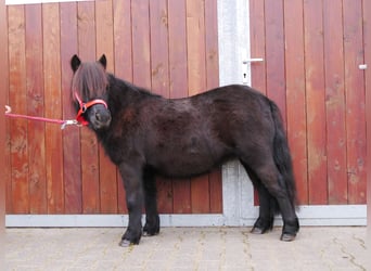 Poneys Shetland, Jument, 4 Ans, 96 cm