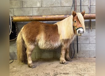 Poneys Shetland, Jument, 5 Ans, 100 cm, Alezan