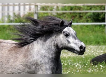 Poneys Shetland, Jument, 5 Ans, 100 cm, Gris