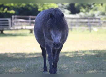 Poneys Shetland, Jument, 5 Ans, 100 cm, Gris