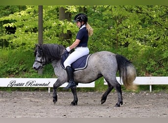 Poneys Shetland, Jument, 5 Ans, 100 cm, Gris