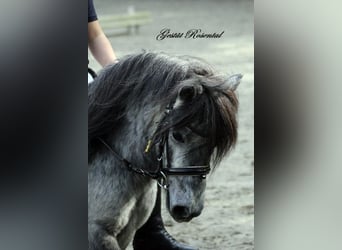 Poneys Shetland, Jument, 5 Ans, 100 cm, Gris