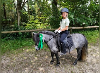 Poneys Shetland, Jument, 5 Ans, 100 cm, Gris