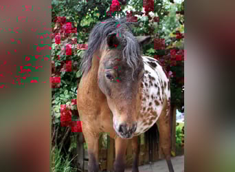 Poneys Shetland, Jument, 5 Ans, 100 cm, Léopard