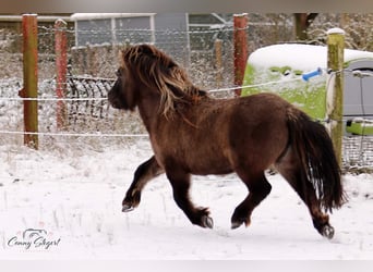 Poneys Shetland, Jument, 5 Ans, 105 cm, Isabelle