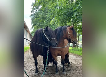 Poneys Shetland, Jument, 5 Ans, 85 cm, Bai