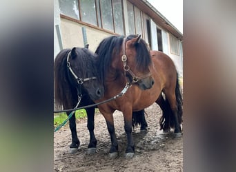 Poneys Shetland, Jument, 5 Ans, 85 cm, Bai