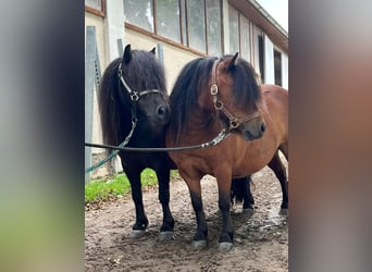 Poneys Shetland, Jument, 5 Ans, 85 cm, Bai