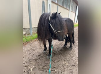 Poneys Shetland, Jument, 5 Ans, 85 cm, Noir