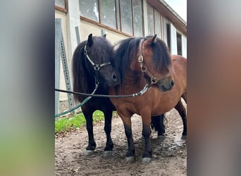 Poneys Shetland, Jument, 5 Ans, 85 cm, Noir