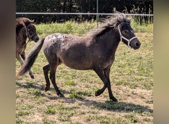 Poneys Shetland, Jument, 5 Ans, 88 cm, Léopard