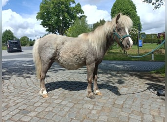 Poneys Shetland, Jument, 5 Ans, 91 cm, Roan-Bay