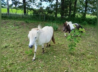 Poneys Shetland, Jument, 5 Ans, 95 cm, Gris