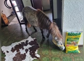 Poneys Shetland, Jument, 5 Ans, 95 cm, Gris pommelé