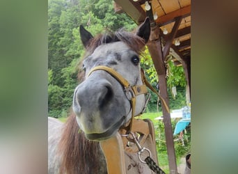 Poneys Shetland, Jument, 5 Ans, 95 cm, Gris pommelé