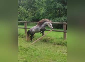 Poneys Shetland, Jument, 5 Ans, 95 cm, Gris pommelé