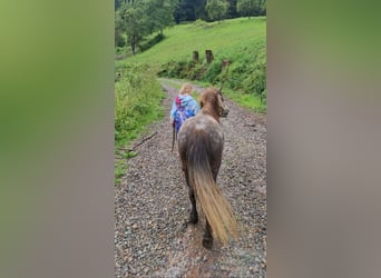 Poneys Shetland, Jument, 5 Ans, 95 cm, Gris pommelé