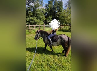 Poneys Shetland, Jument, 5 Ans, 95 cm, Gris pommelé