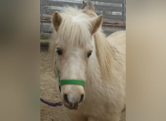 Poneys Shetland, Jument, 6 Ans, 105 cm, Palomino