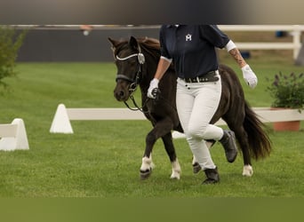 Poneys Shetland, Jument, 6 Ans, 105 cm, Pinto