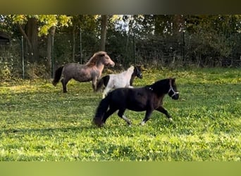 Poneys Shetland, Jument, 6 Ans, 105 cm, Pinto