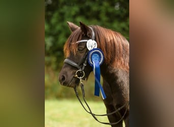 Poneys Shetland, Jument, 6 Ans, 105 cm, Pinto