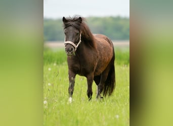Poneys Shetland, Jument, 6 Ans, 105 cm, Pinto