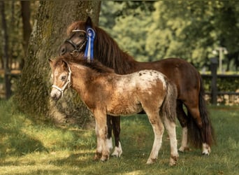 Poneys Shetland, Jument, 6 Ans, 105 cm, Tobiano-toutes couleurs