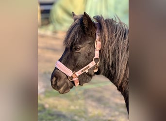 Poneys Shetland, Jument, 6 Ans, 105 cm, Tobiano-toutes couleurs