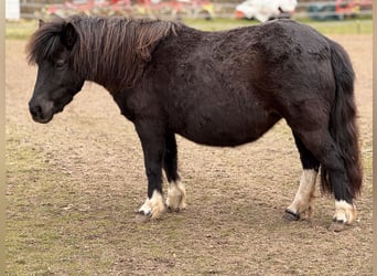 Poneys Shetland, Jument, 6 Ans, 105 cm, Tobiano-toutes couleurs