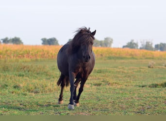 Poneys Shetland, Jument, 6 Ans, 90 cm, Noir