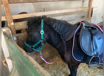 Poneys Shetland, Jument, 7 Ans, 102 cm, Noir