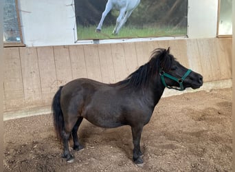 Poneys Shetland, Jument, 7 Ans, 102 cm, Noir