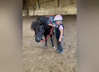 Poneys Shetland, Jument, 7 Ans, 102 cm, Noir