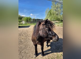 Poneys Shetland, Jument, 7 Ans, 102 cm, Noir