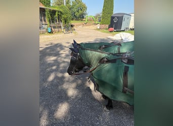 Poneys Shetland, Jument, 7 Ans, 102 cm, Noir