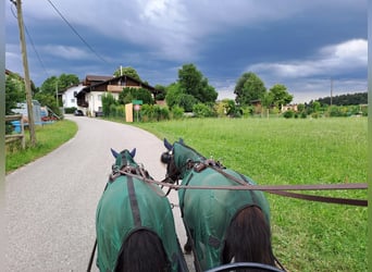 Poneys Shetland, Jument, 7 Ans, 102 cm, Noir