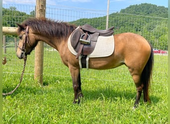 Poneys Shetland, Jument, 7 Ans, 109 cm, Buckskin