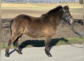 Poneys Shetland, Jument, 7 Ans, 117 cm, Bai brun