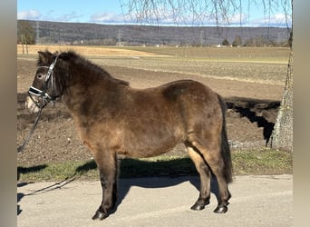 Poneys Shetland, Jument, 7 Ans, 117 cm, Bai brun