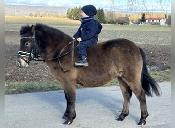 Poneys Shetland, Jument, 7 Ans, 117 cm, Bai brun