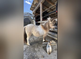 Poneys Shetland, Jument, 7 Ans, 82 cm, Dunalino