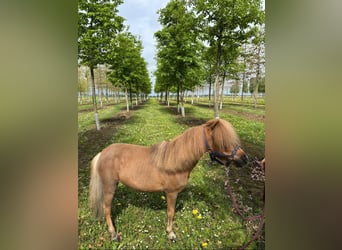 Poneys Shetland, Jument, 7 Ans, 90 cm, Alezan