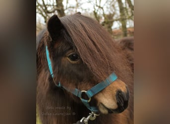 Poneys Shetland, Jument, 7 Ans, Bai