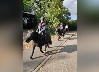 Poneys Shetland, Jument, 8 Ans, 104 cm, Noir