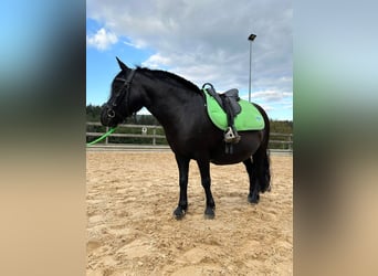 Poneys Shetland, Jument, 8 Ans, 105 cm, Noir