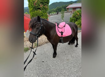 Poneys Shetland, Jument, 8 Ans, 115 cm, Noir